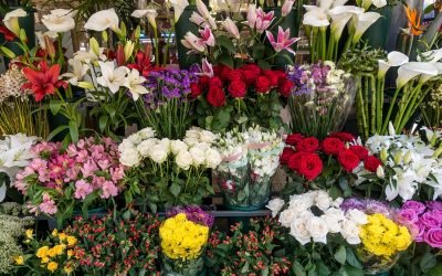 Fiori freschi recisi